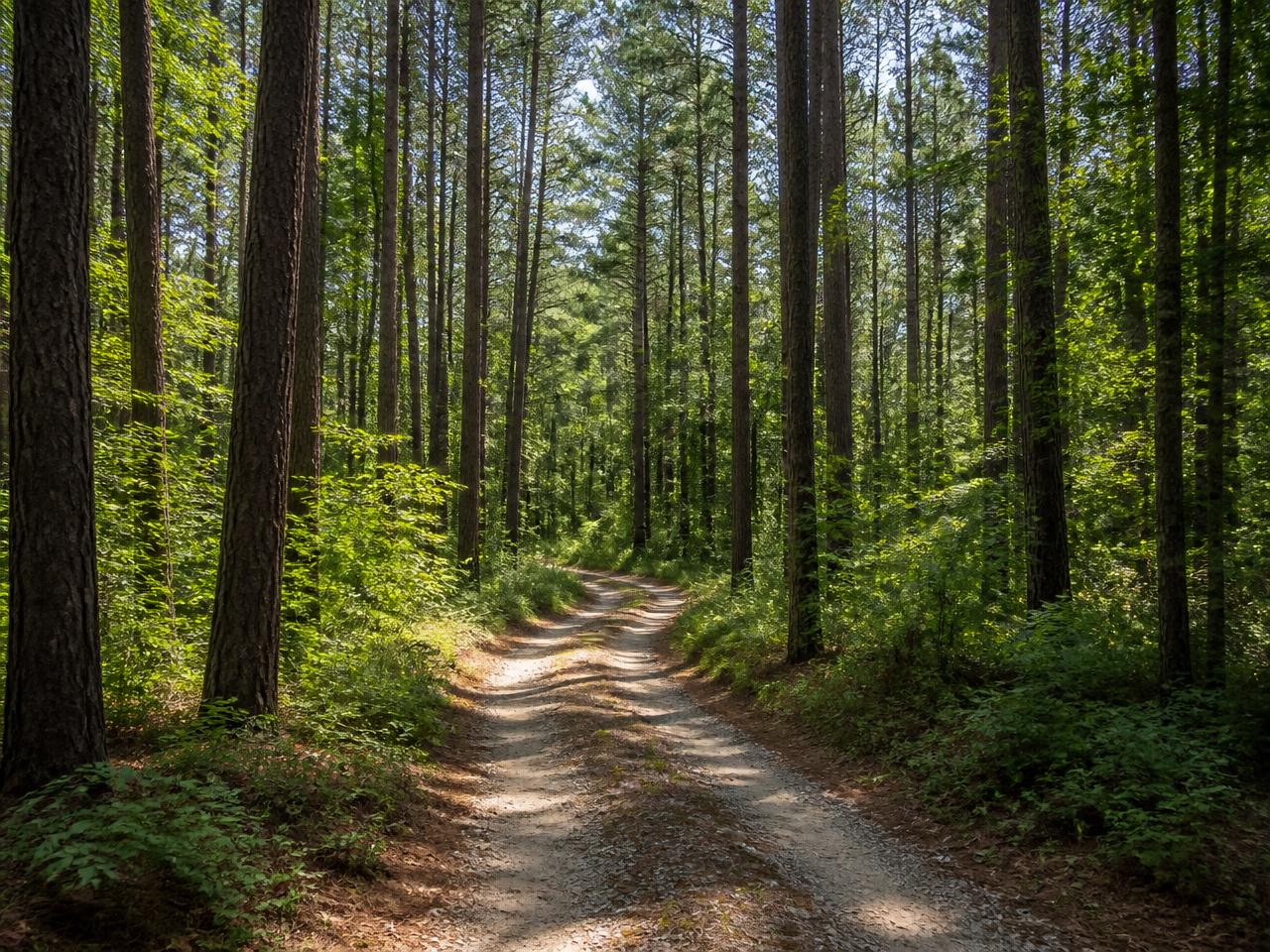 Dirt trail through tall pines