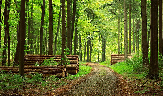 Sam Houston National Forest